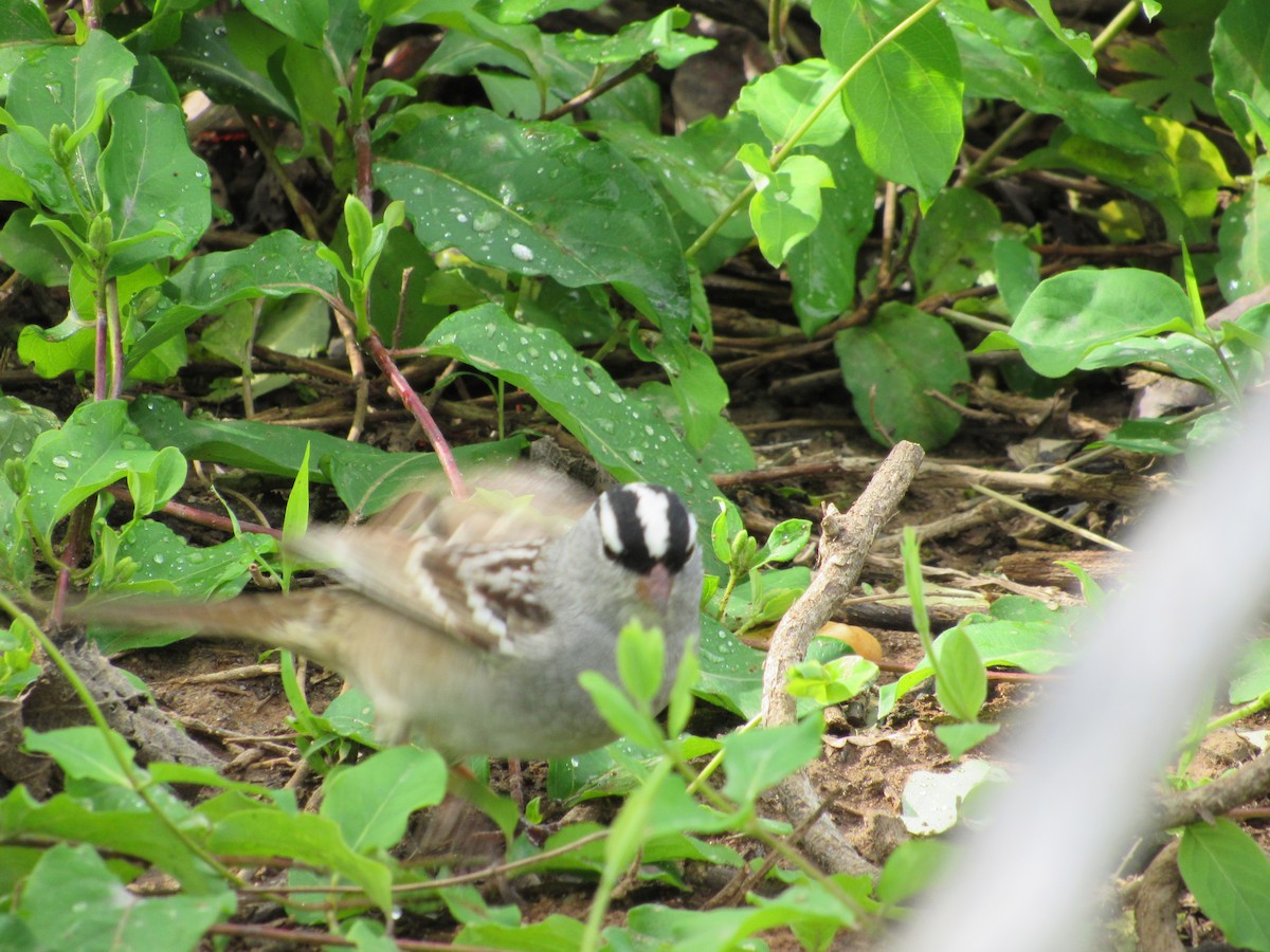 White-crowned Sparrow - ML634891455