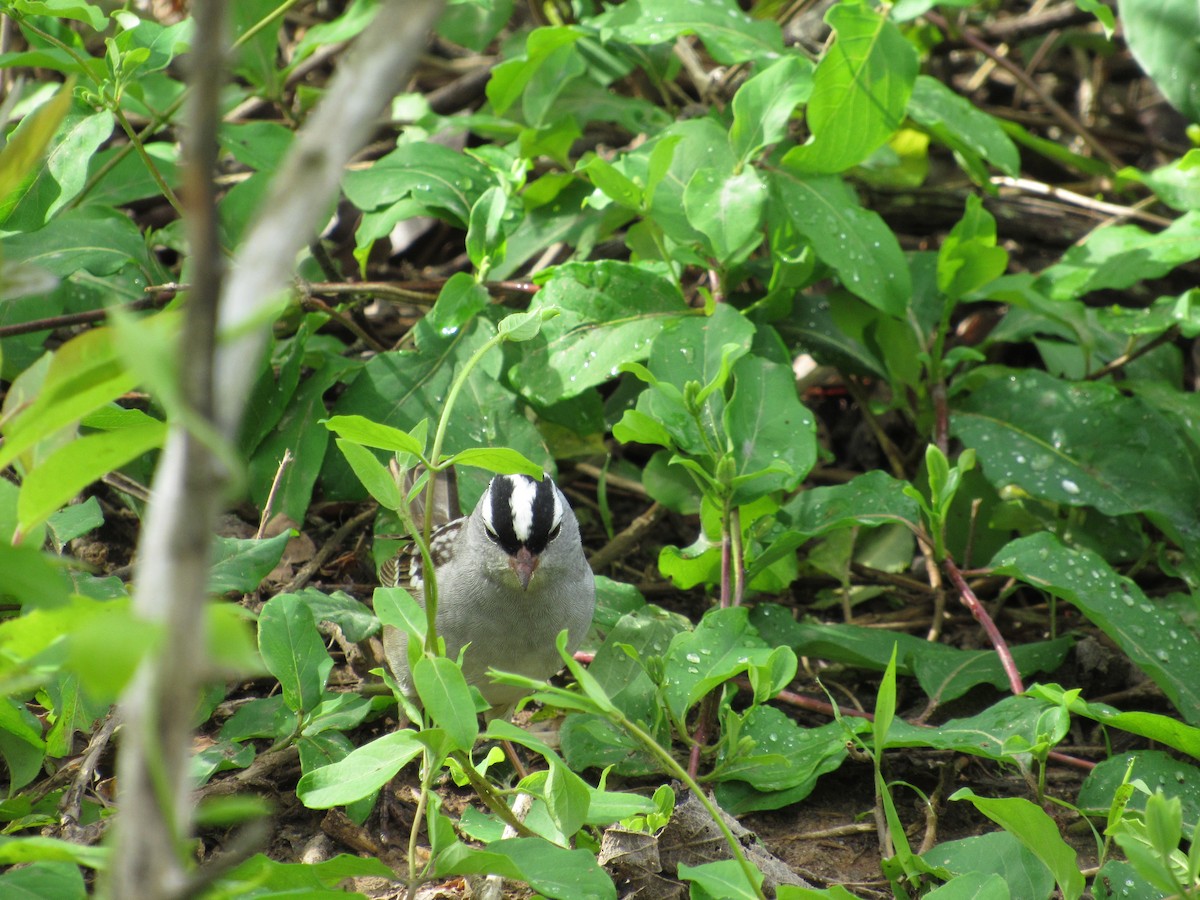 White-crowned Sparrow - ML634891457