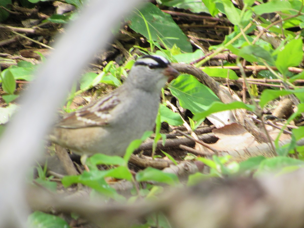 White-crowned Sparrow - ML634891462