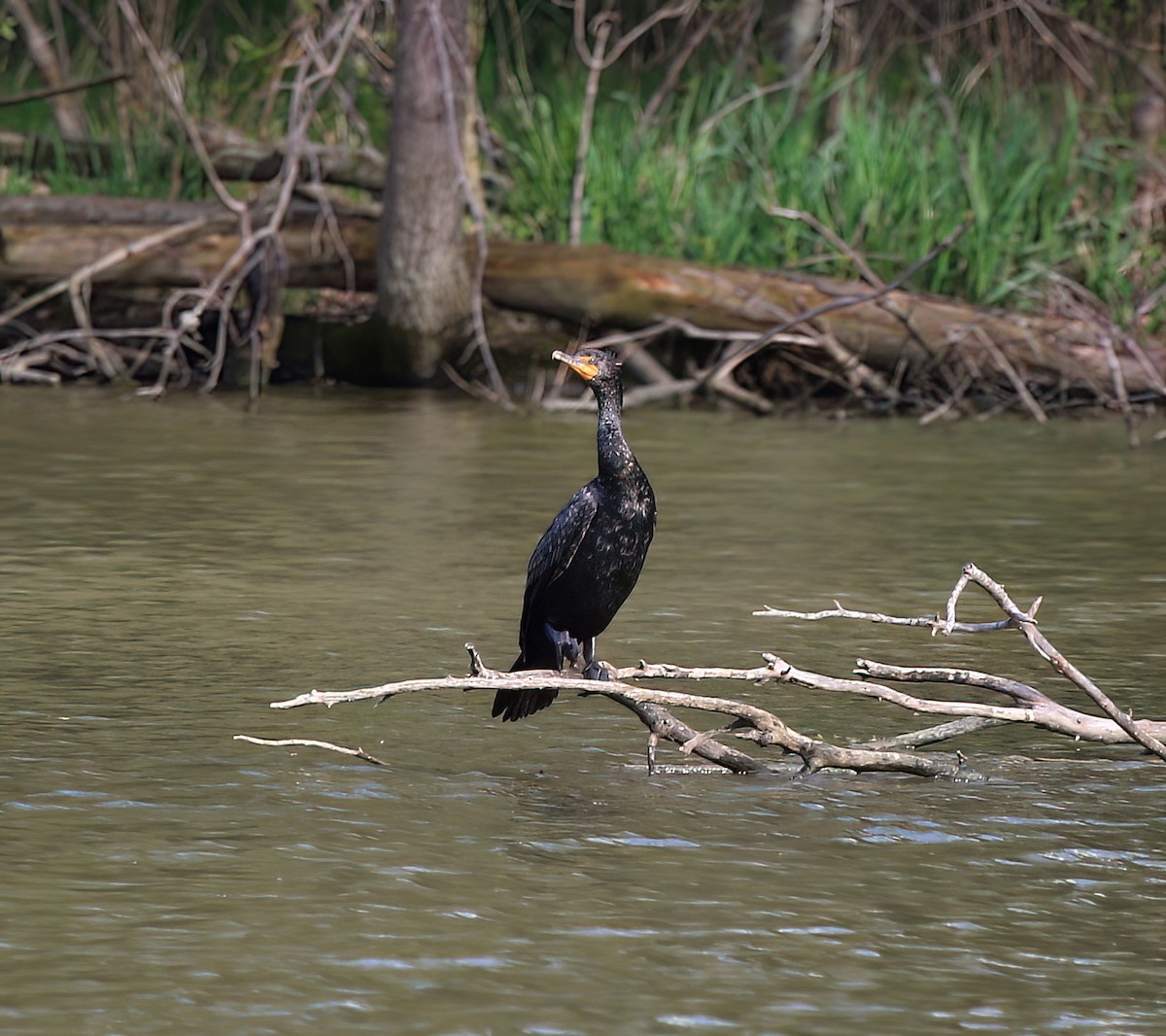 Double-crested Cormorant - ML634891464