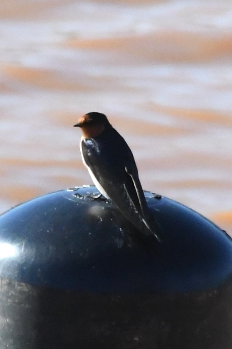 Welcome Swallow - ML634891467