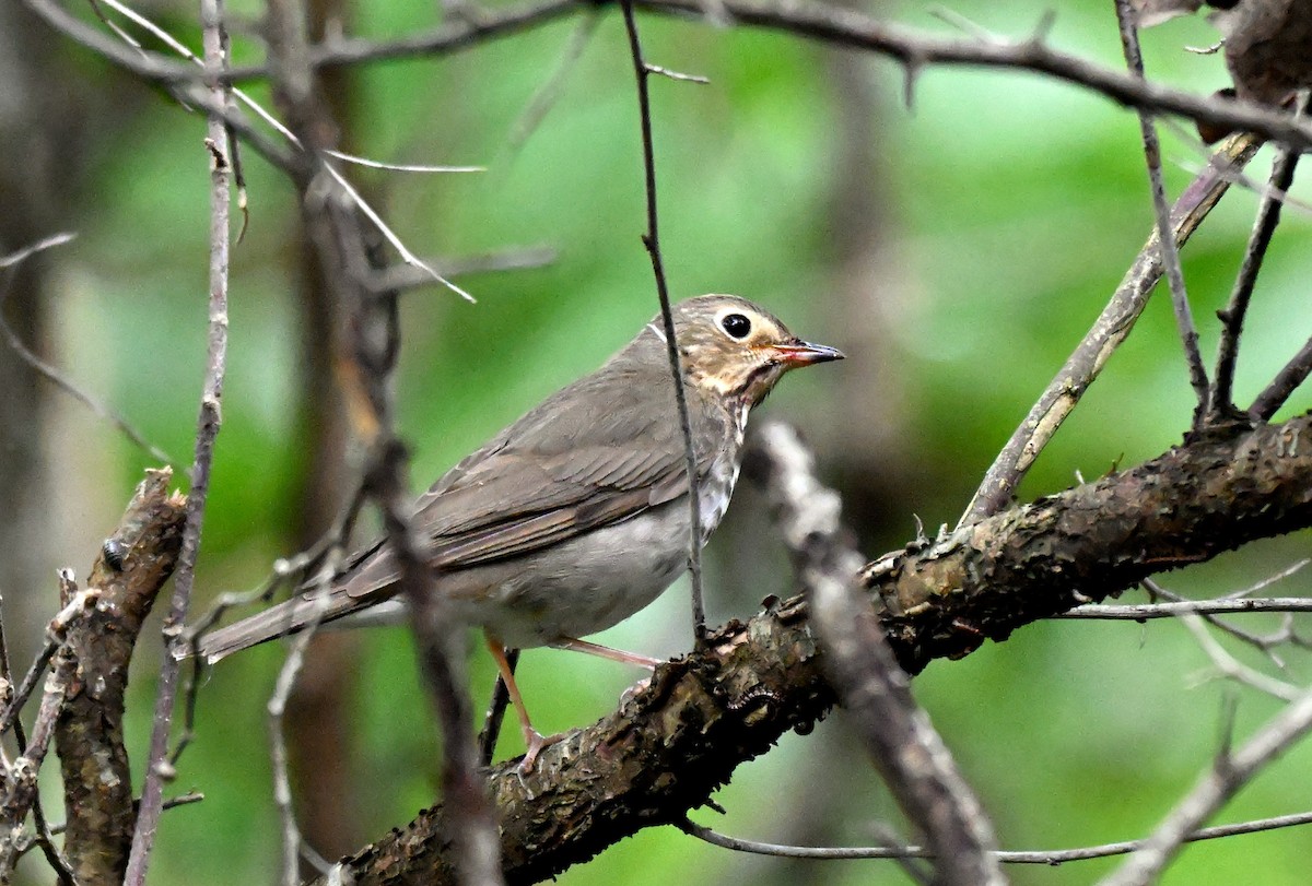 Swainson's Thrush - ML634891469