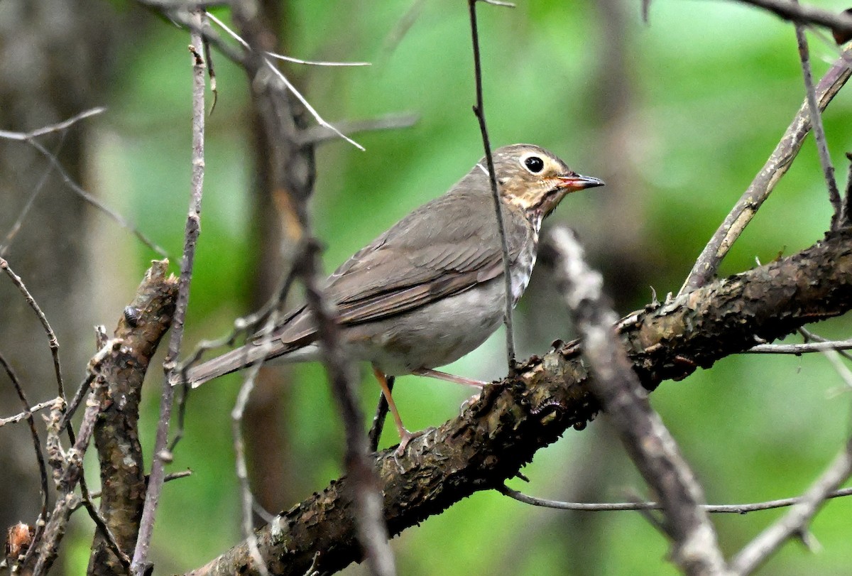 Swainson's Thrush - ML634891471