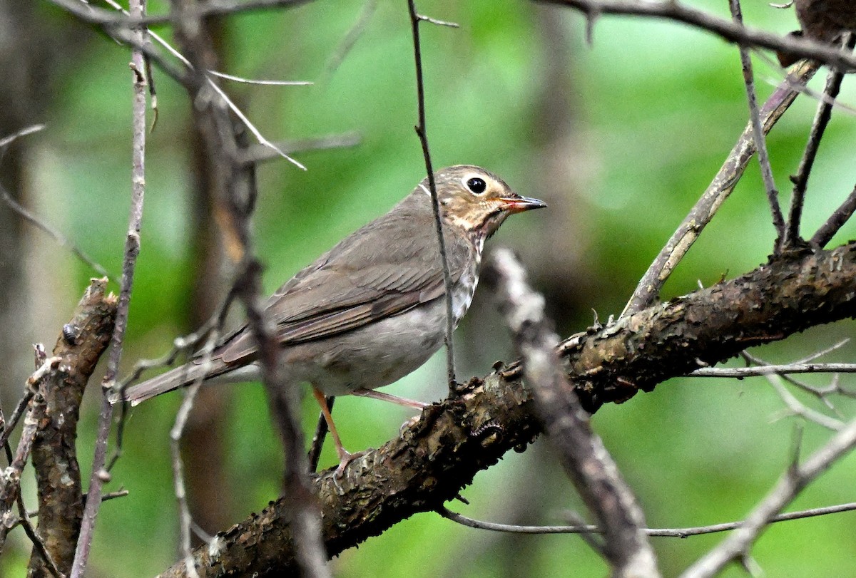 Swainson's Thrush - ML634891472