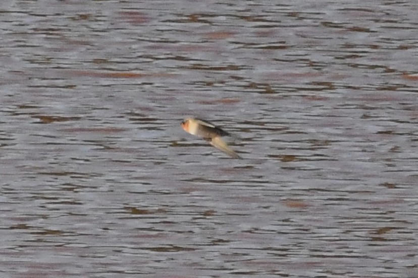 Welcome Swallow - ML634891475