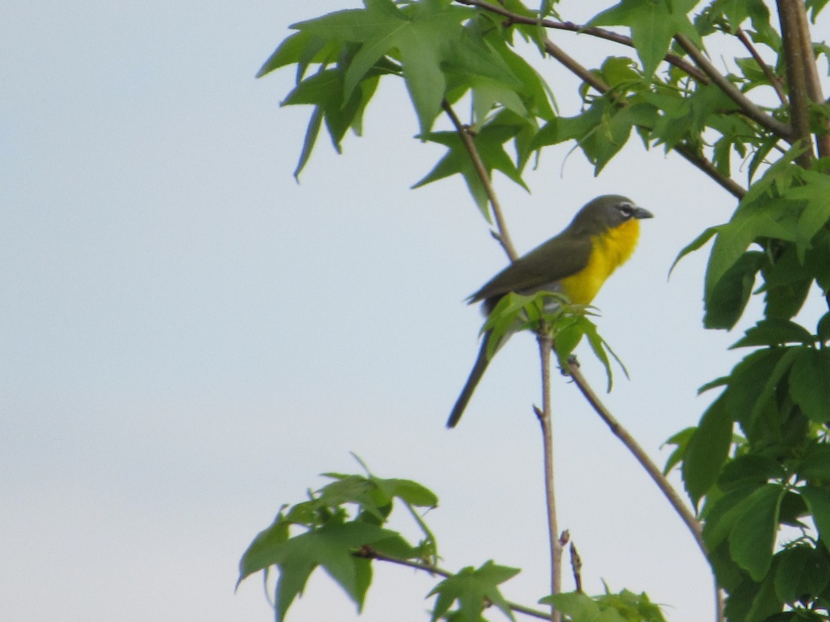 Yellow-breasted Chat - ML634891478