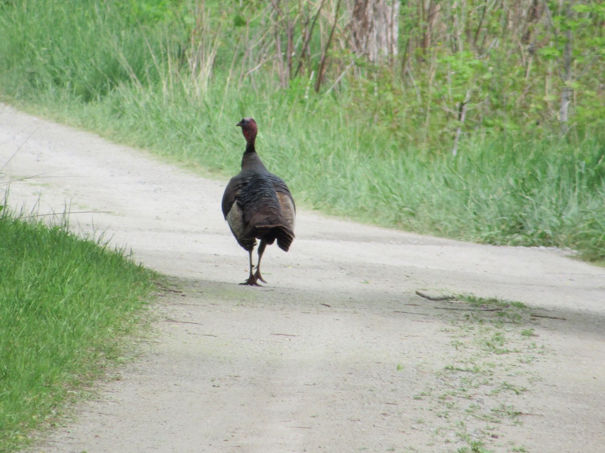 Wild Turkey - ML634891501