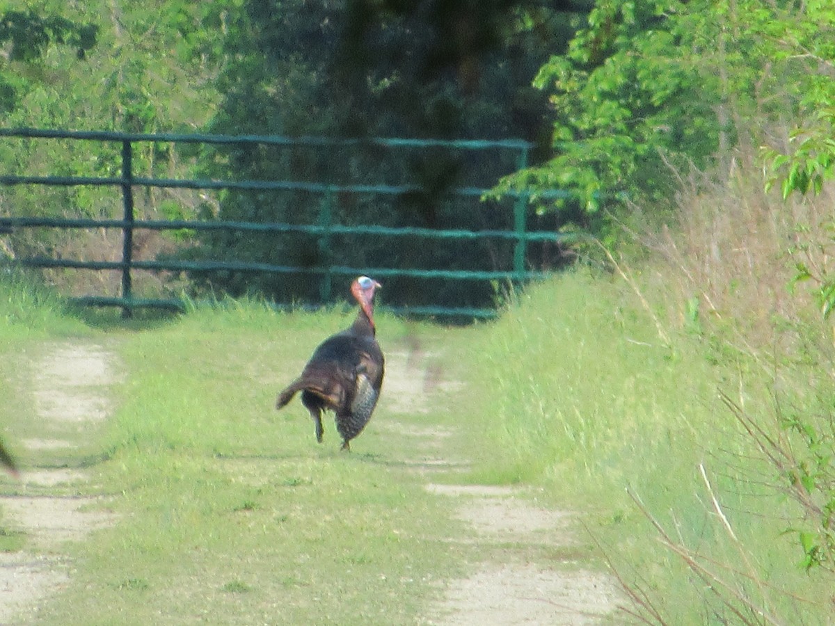 Wild Turkey - ML634891504