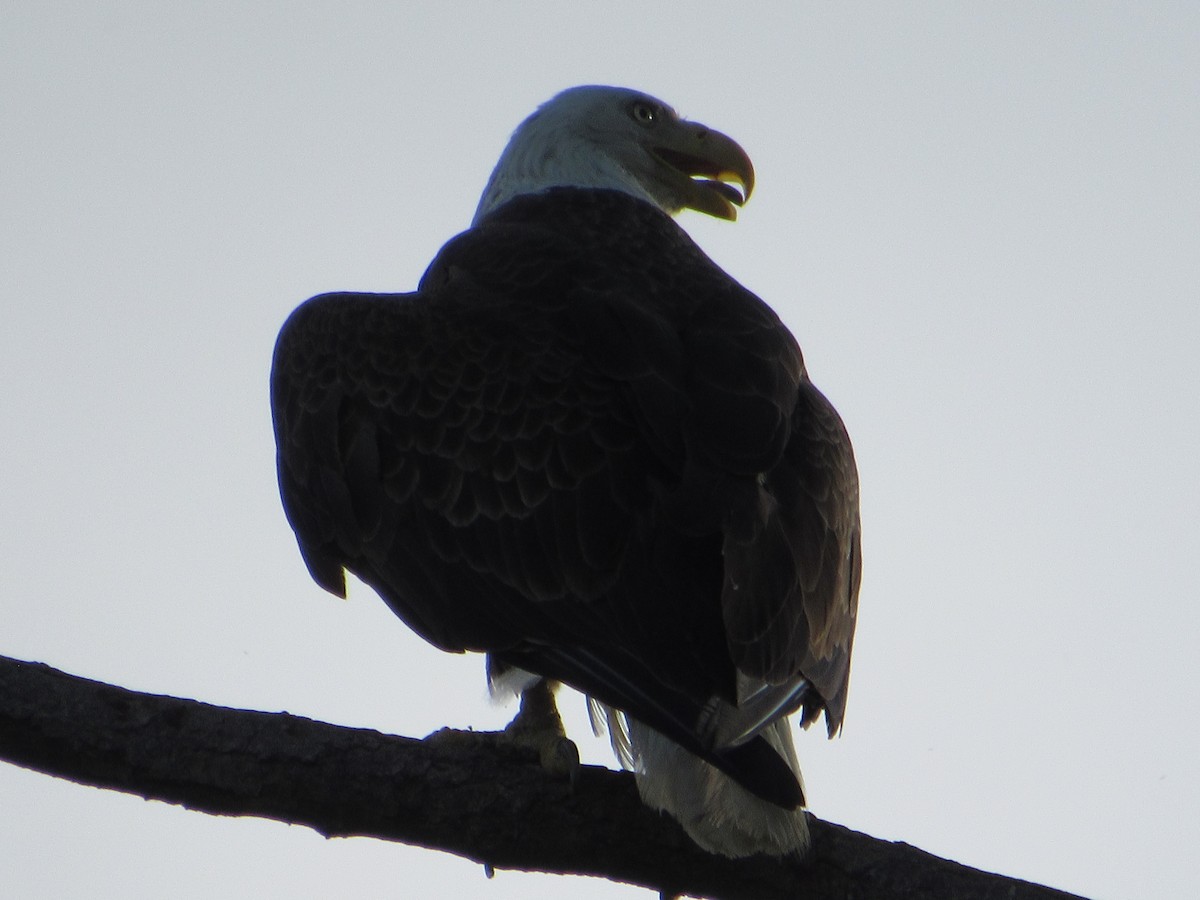 Bald Eagle - ML634891510