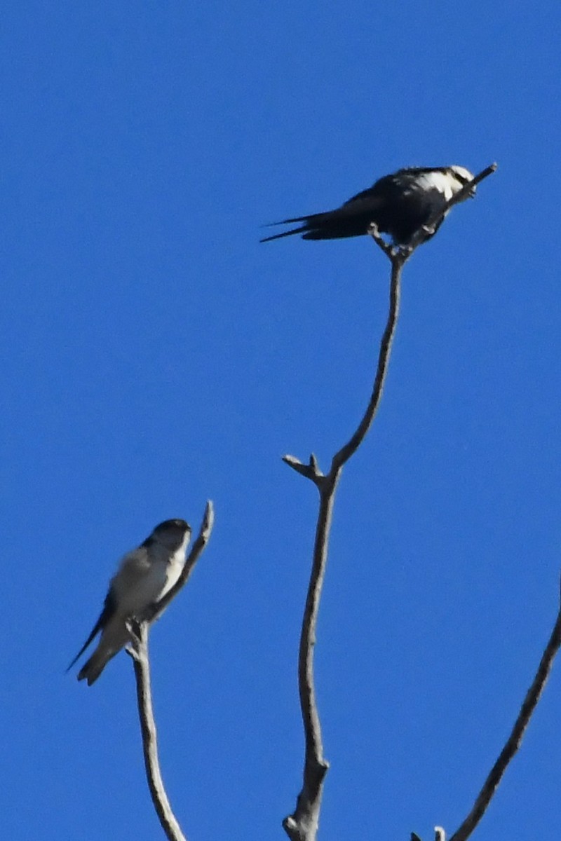 Tree Martin - ML634891515