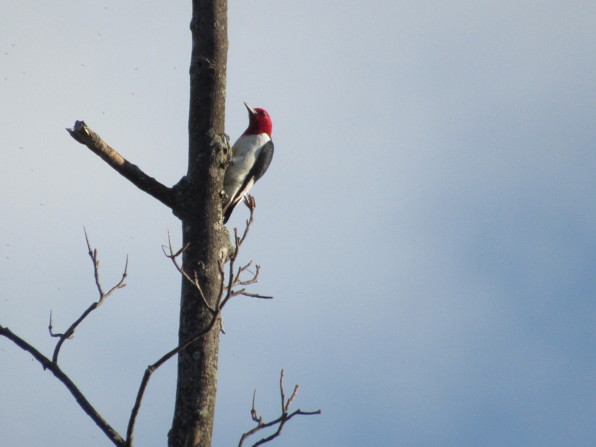 Red-headed Woodpecker - ML634891525
