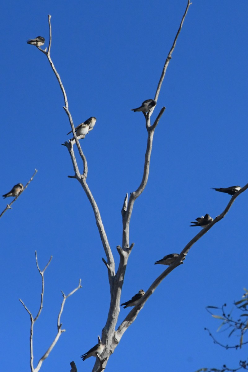 Tree Martin - ML634891526
