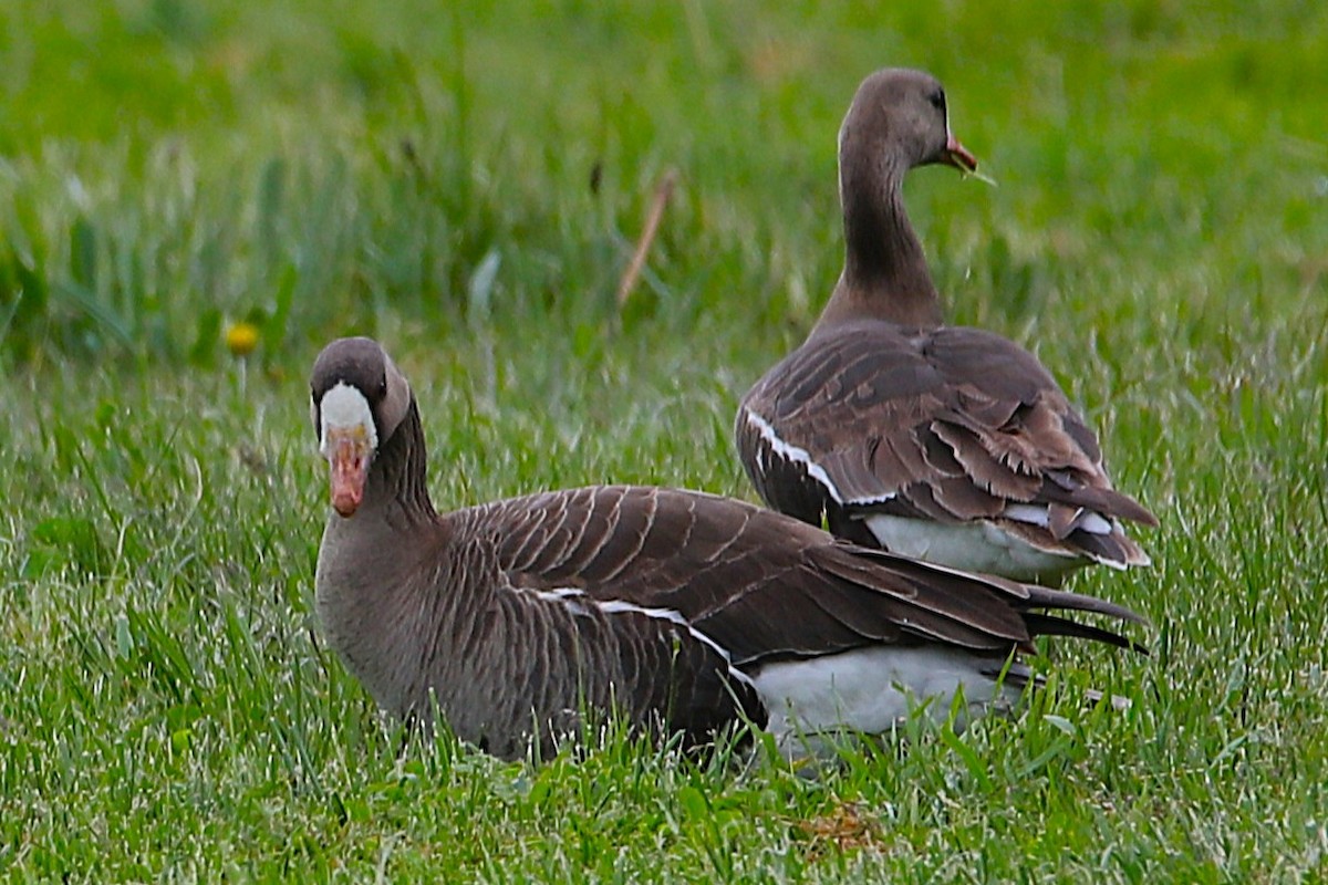 Greater White-fronted Goose - ML634891529