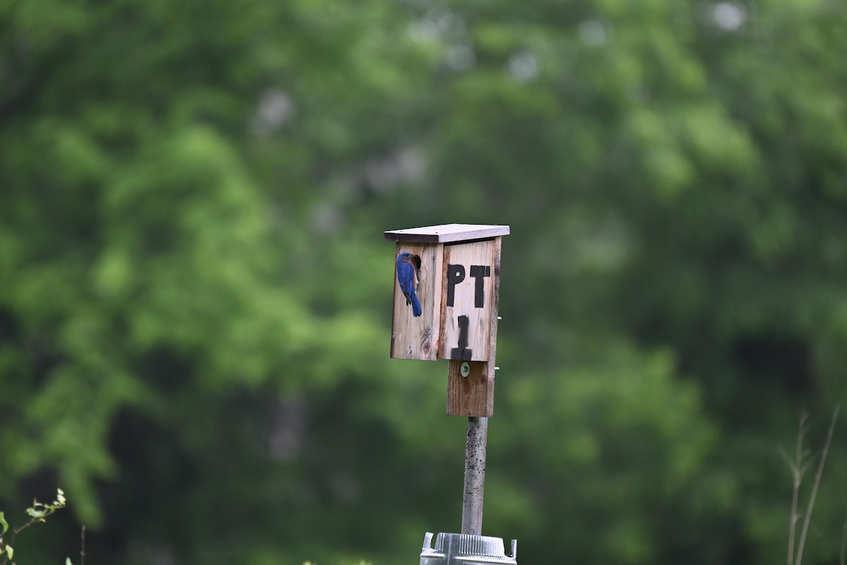 Eastern Bluebird - ML634891533