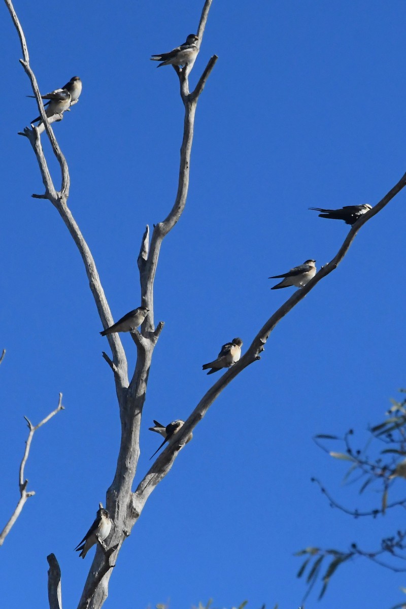 Tree Martin - ML634891537
