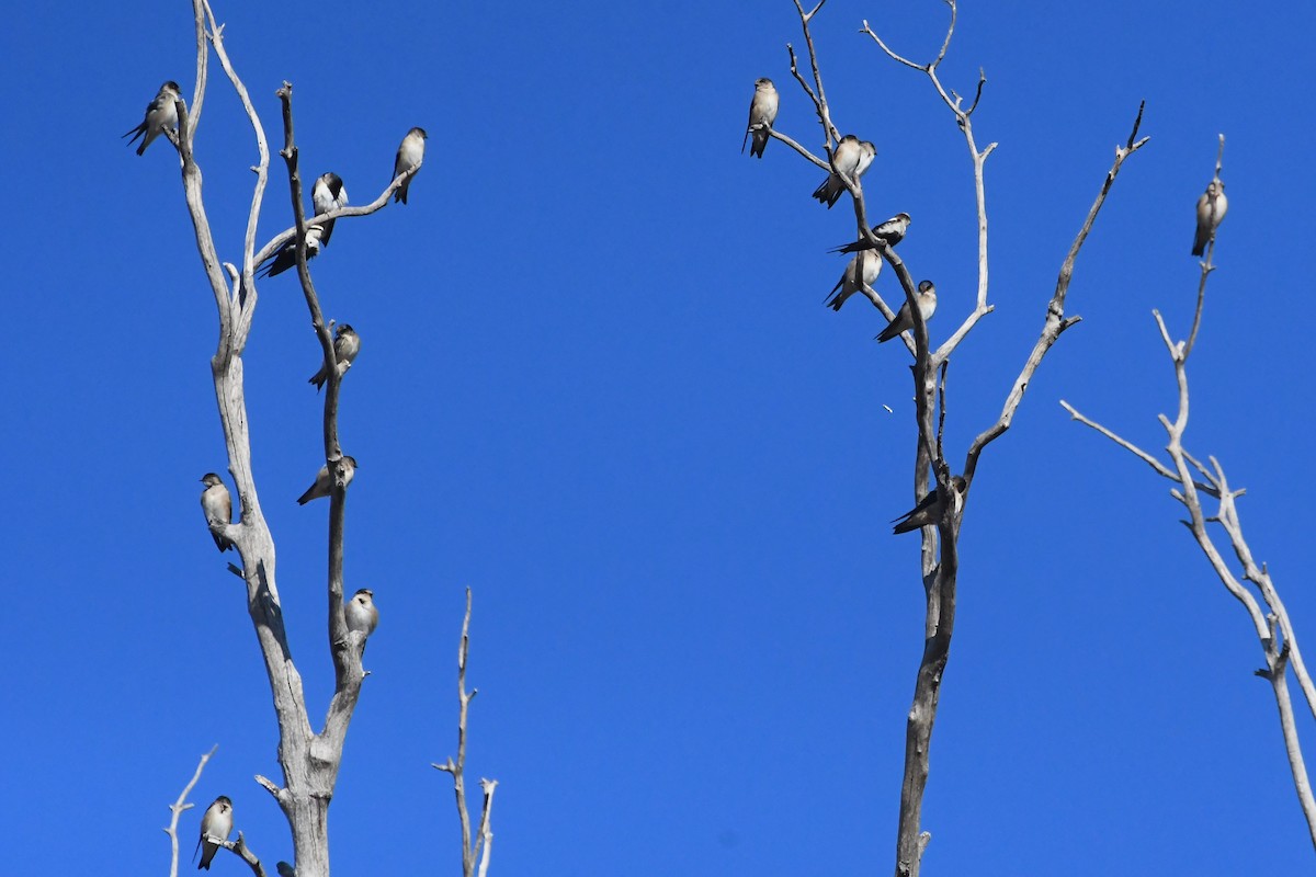 Tree Martin - ML634891542