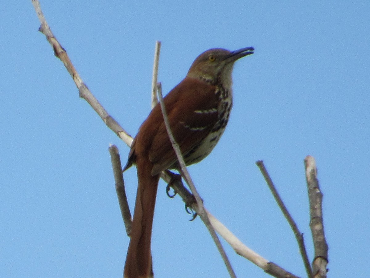 Brown Thrasher - ML634891544