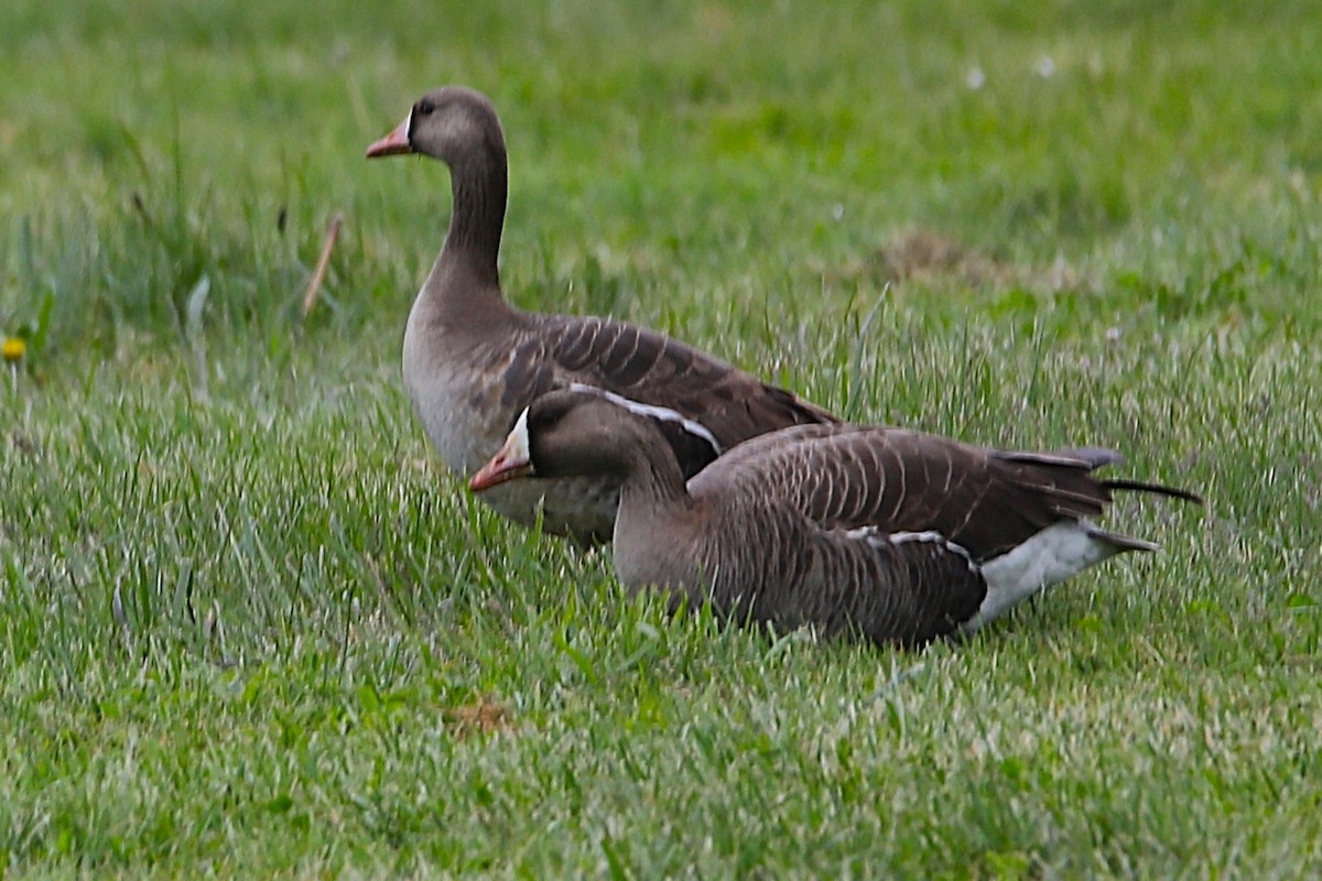 Greater White-fronted Goose - ML634891560