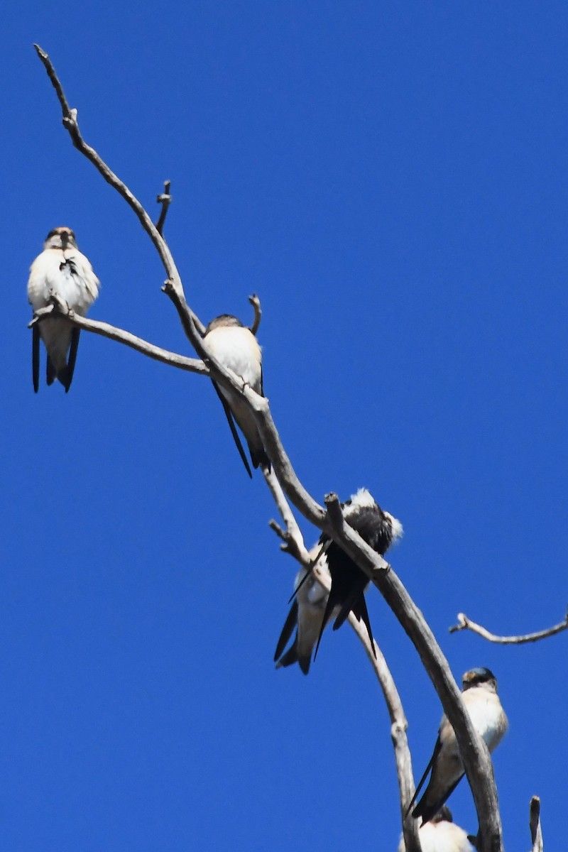 Tree Martin - ML634891574