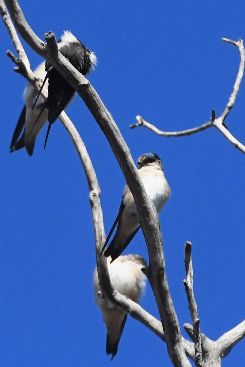 Tree Martin - ML634891579
