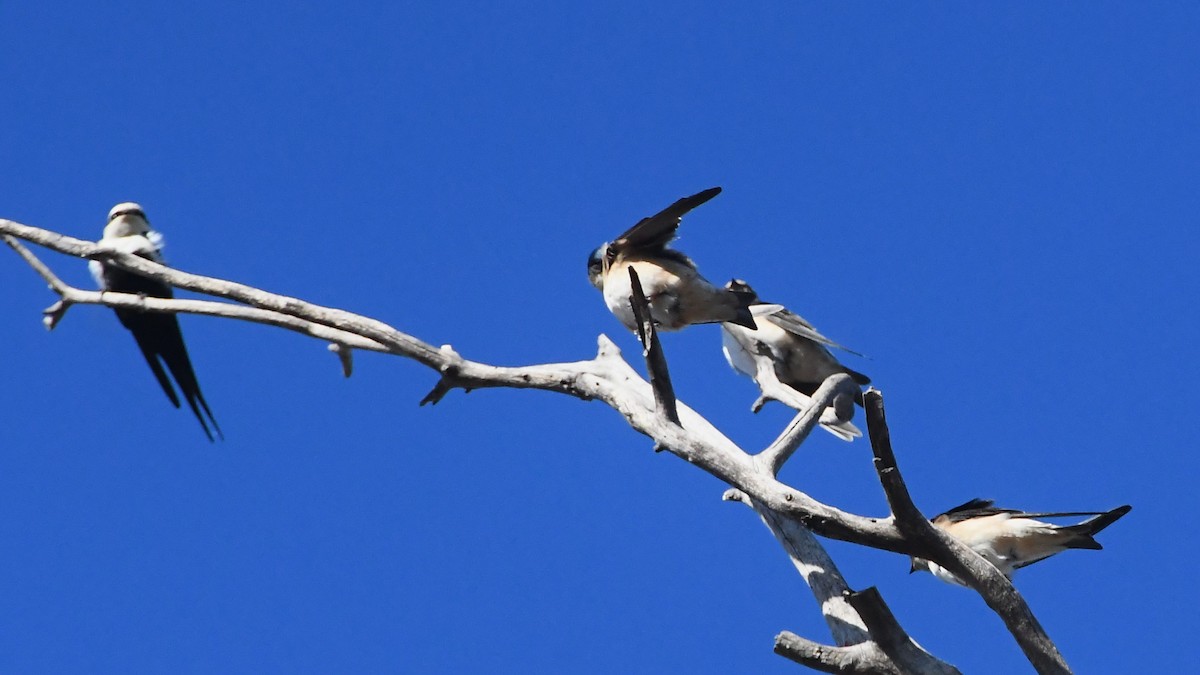 Tree Martin - ML634891589