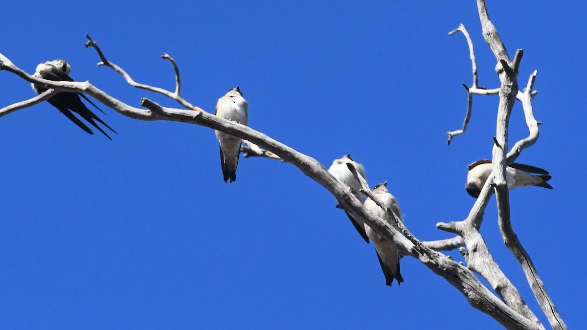 Tree Martin - ML634891605