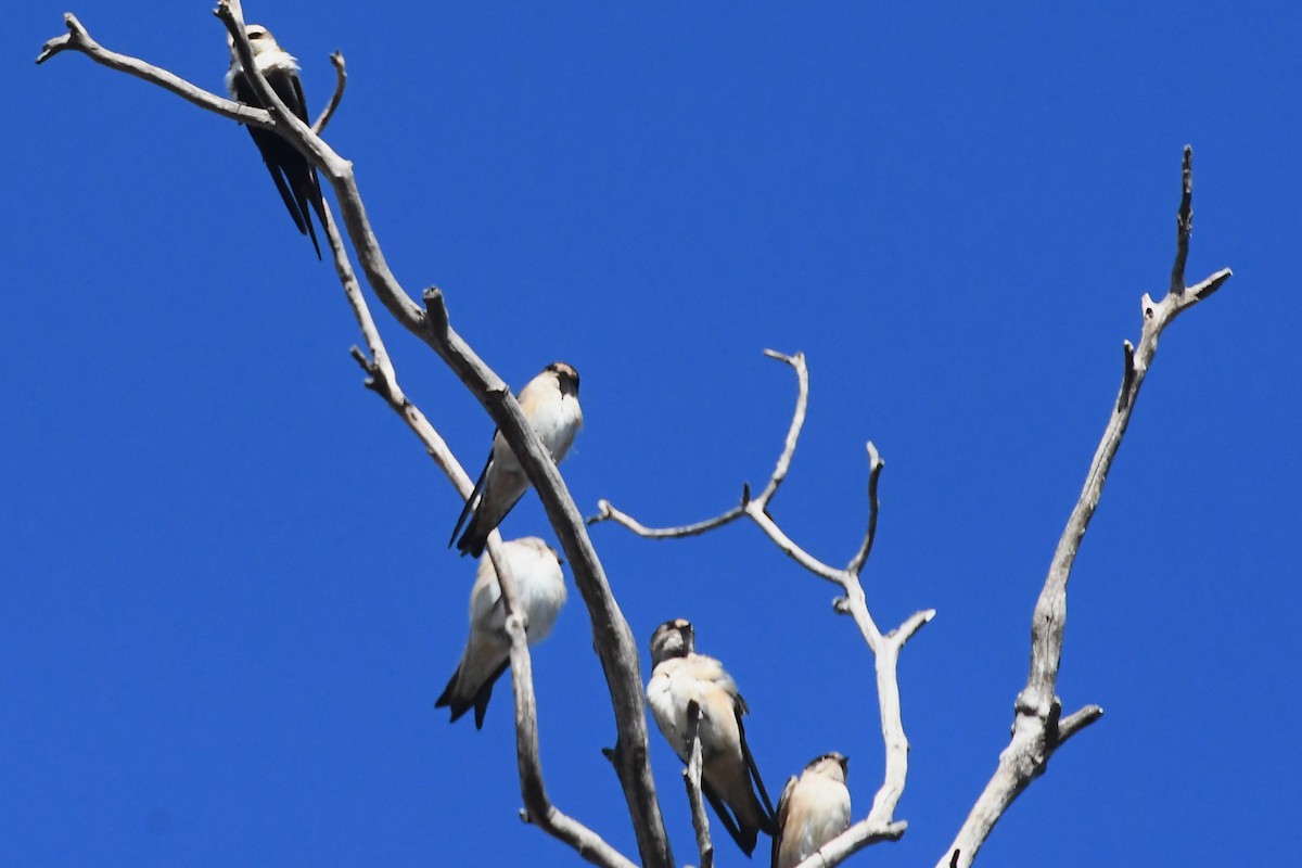 Tree Martin - ML634891625