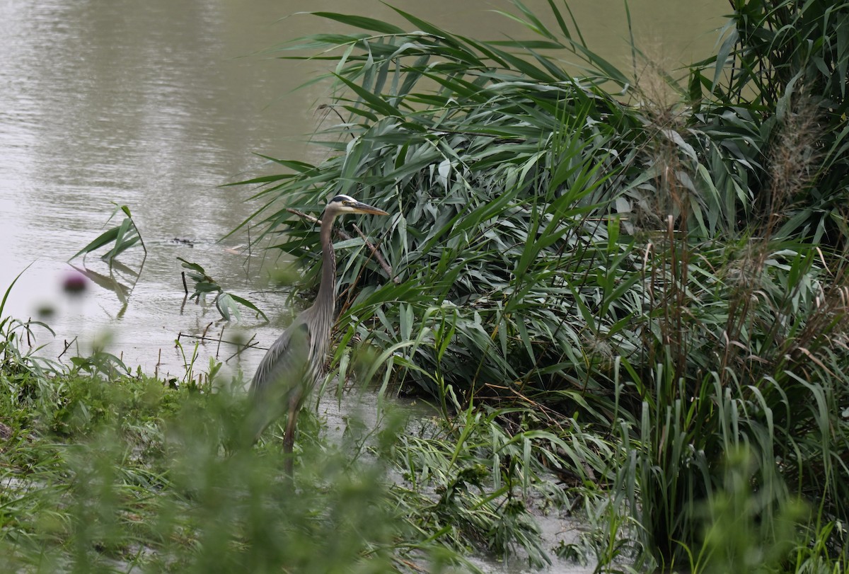 Great Blue Heron - ML634891647