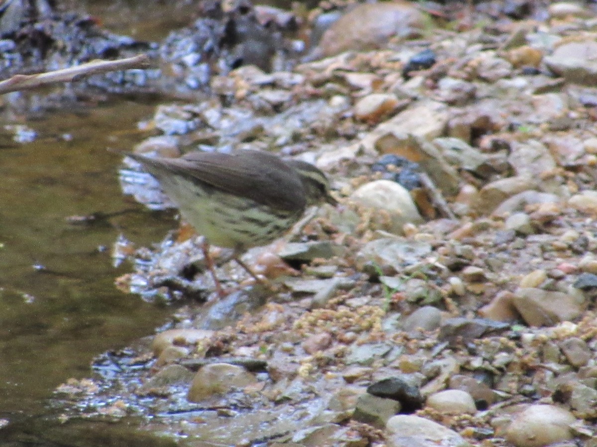Northern Waterthrush - ML634891654
