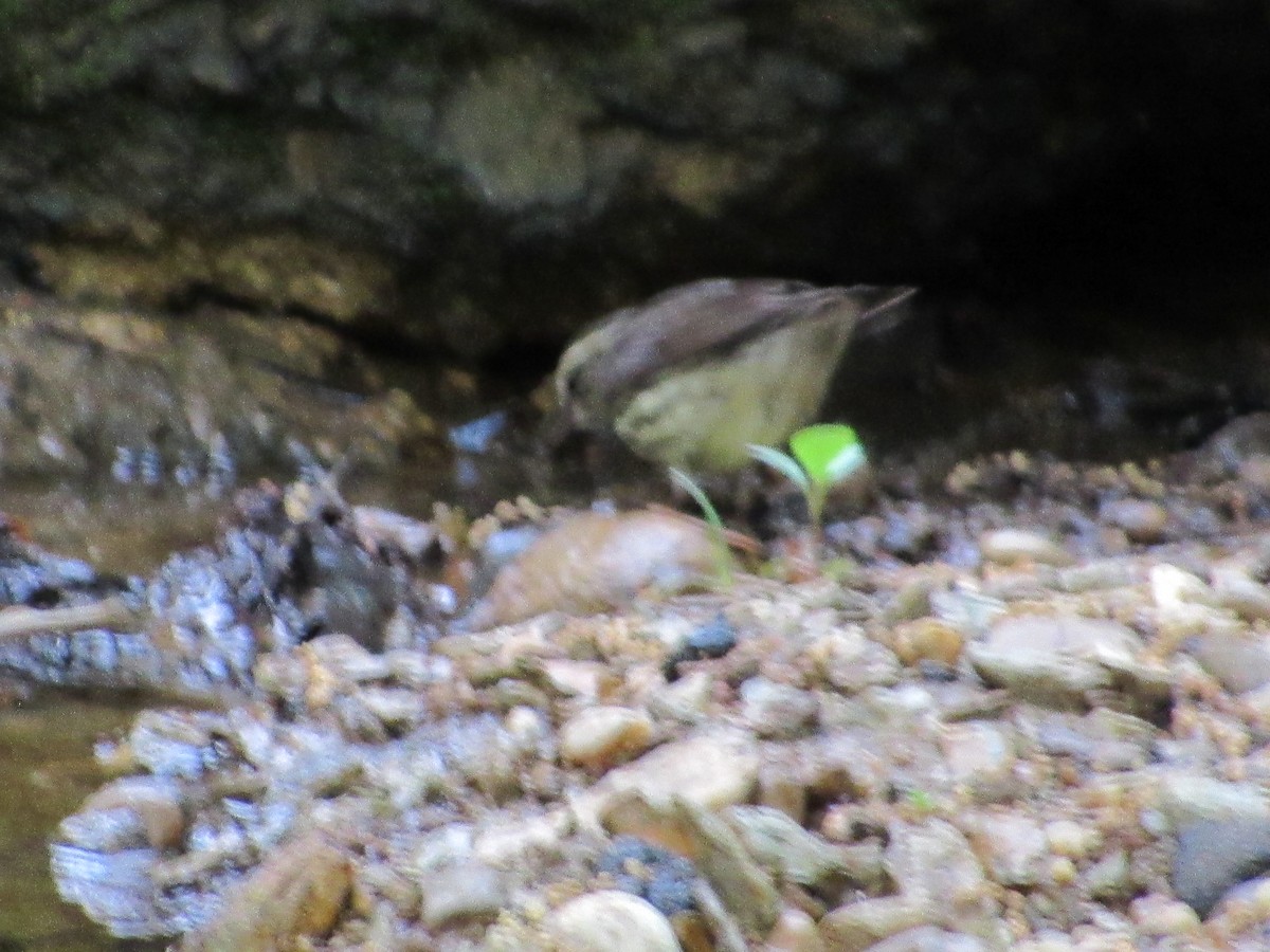Northern Waterthrush - ML634891661