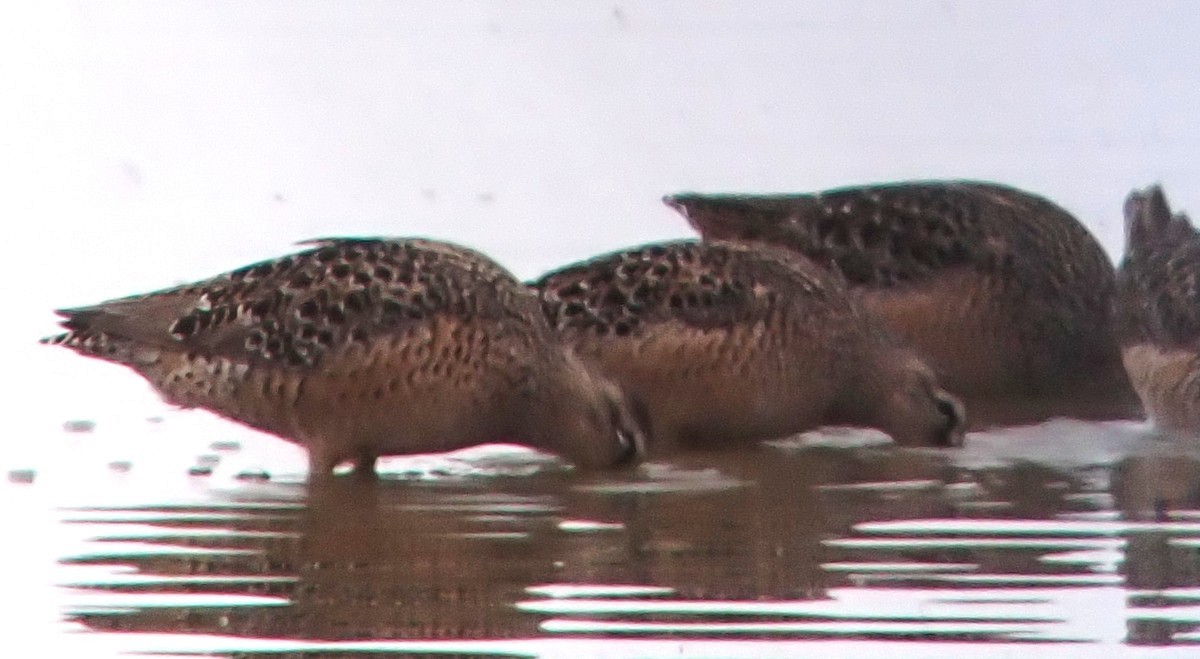 Long-billed Dowitcher - ML634891677