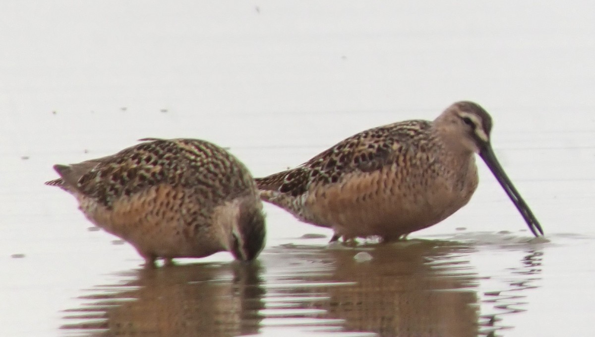 Long-billed Dowitcher - ML634891678