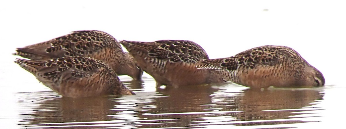 Long-billed Dowitcher - ML634891680