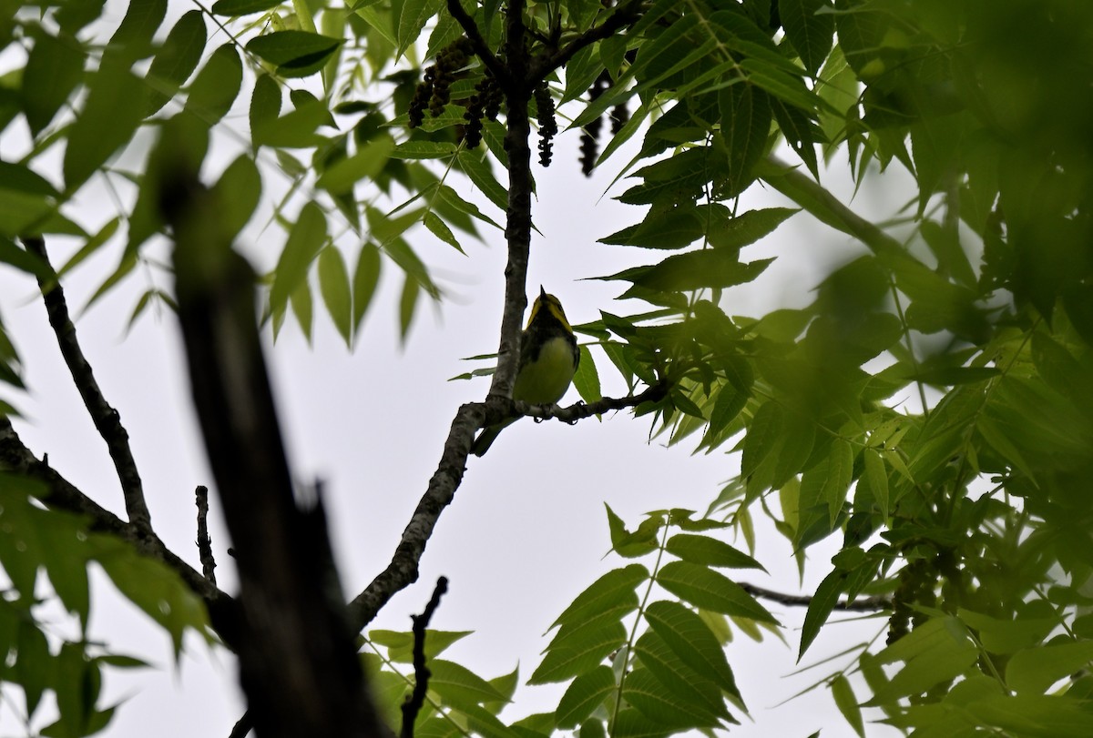 Black-throated Green Warbler - ML634891685