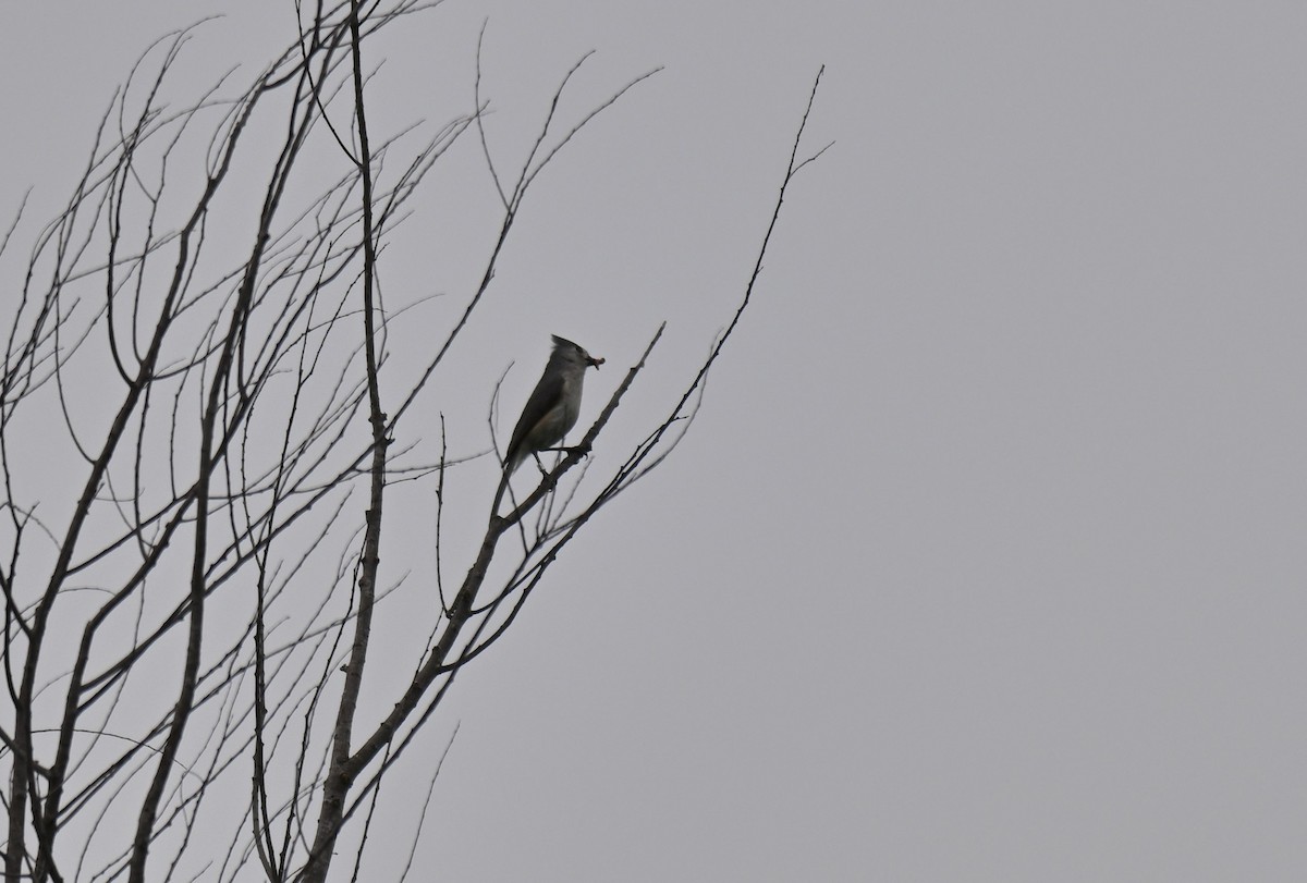 Tufted Titmouse - ML634891731