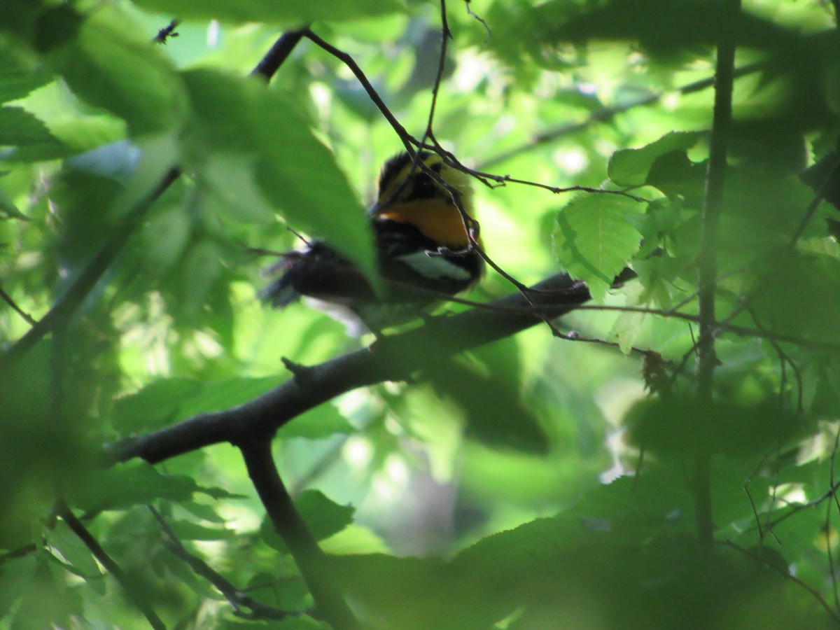 Blackburnian Warbler - ML634891732