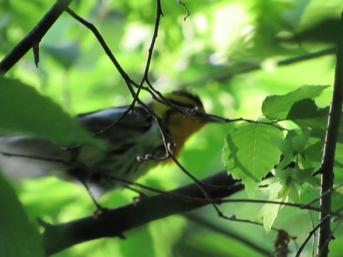 Blackburnian Warbler - ML634891773
