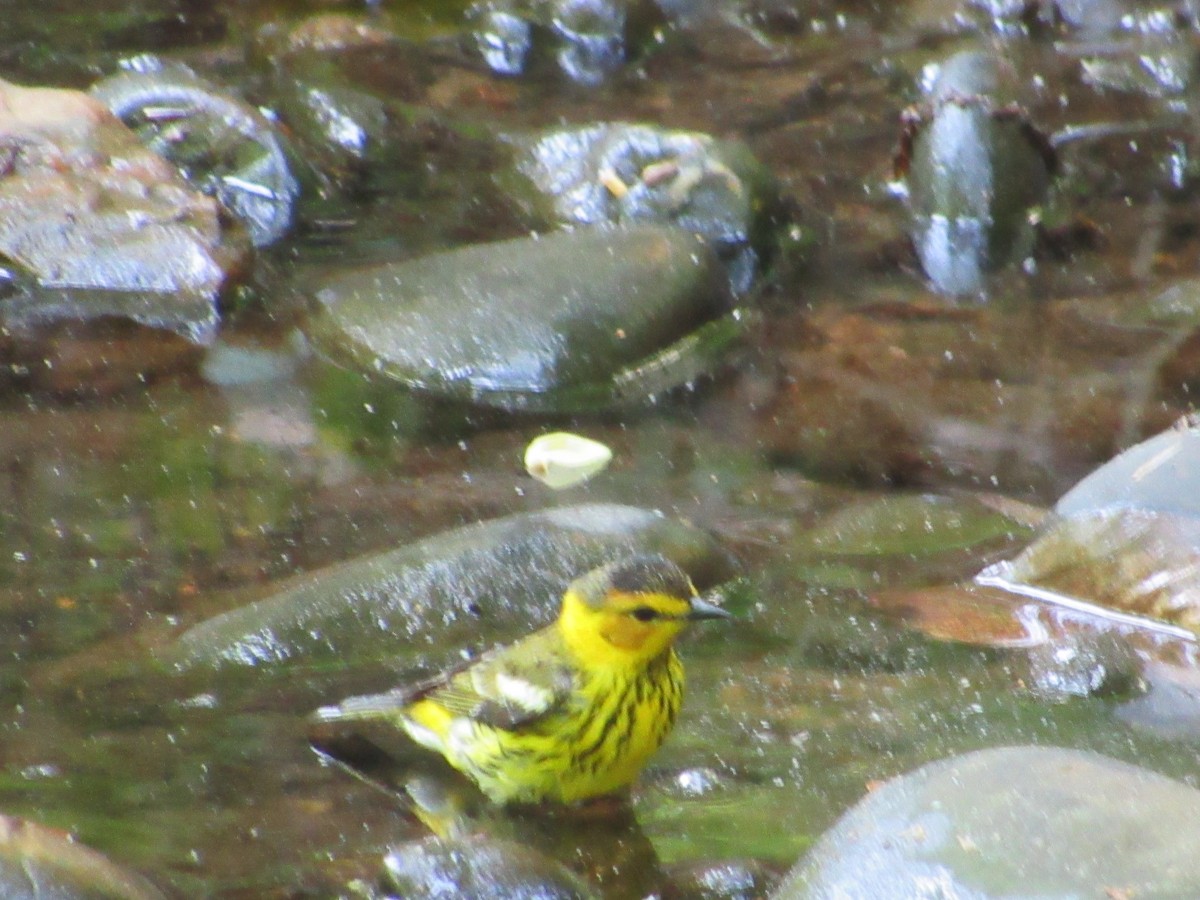 Cape May Warbler - ML634891783