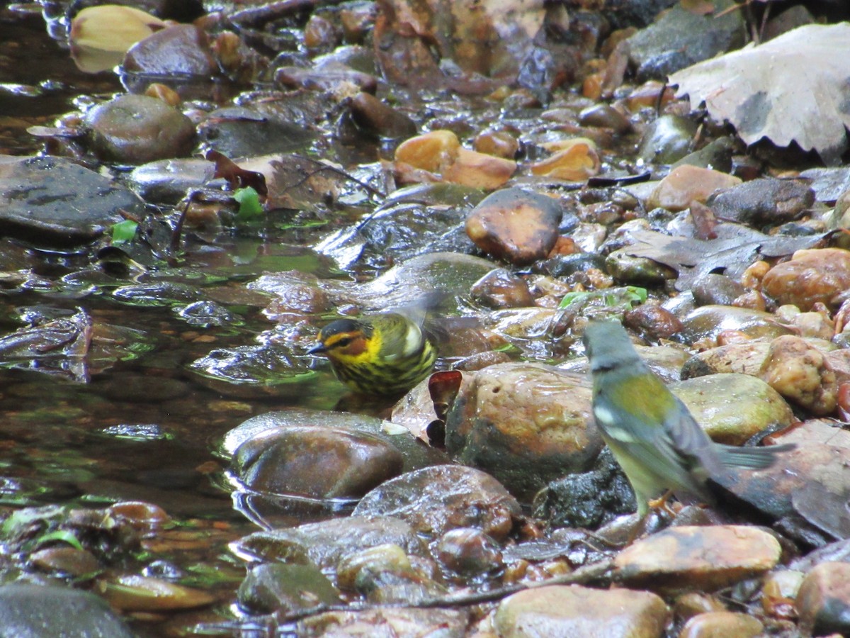 Northern Parula - ML634891788