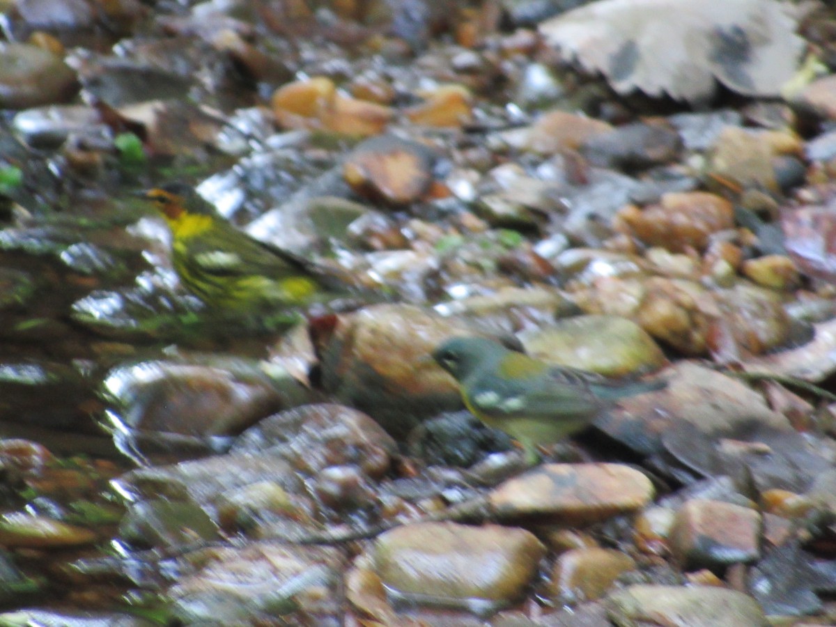 Northern Parula - ML634891791