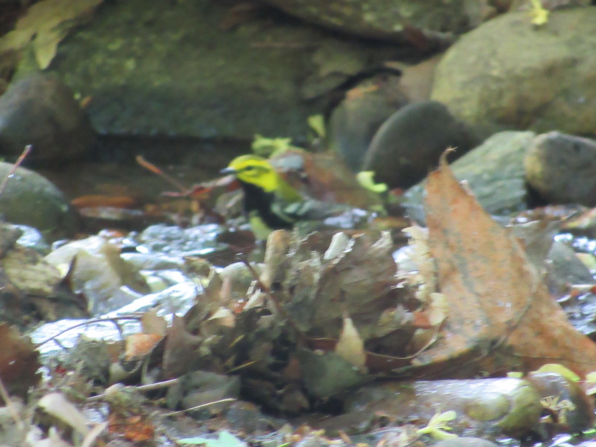 Black-throated Green Warbler - ML634891835