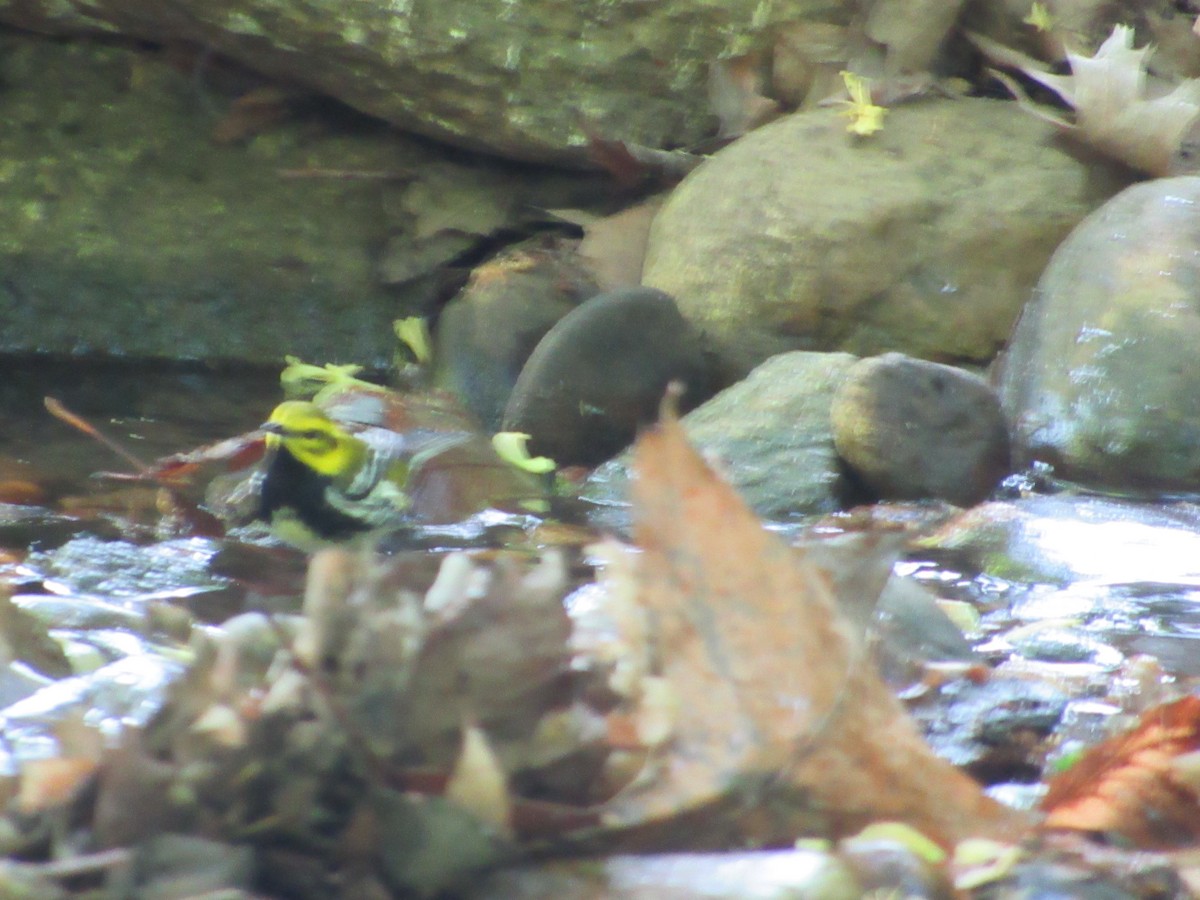 Black-throated Green Warbler - ML634891841