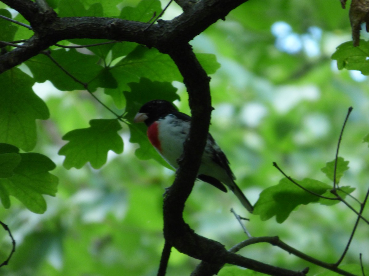Rose-breasted Grosbeak - ML634891847