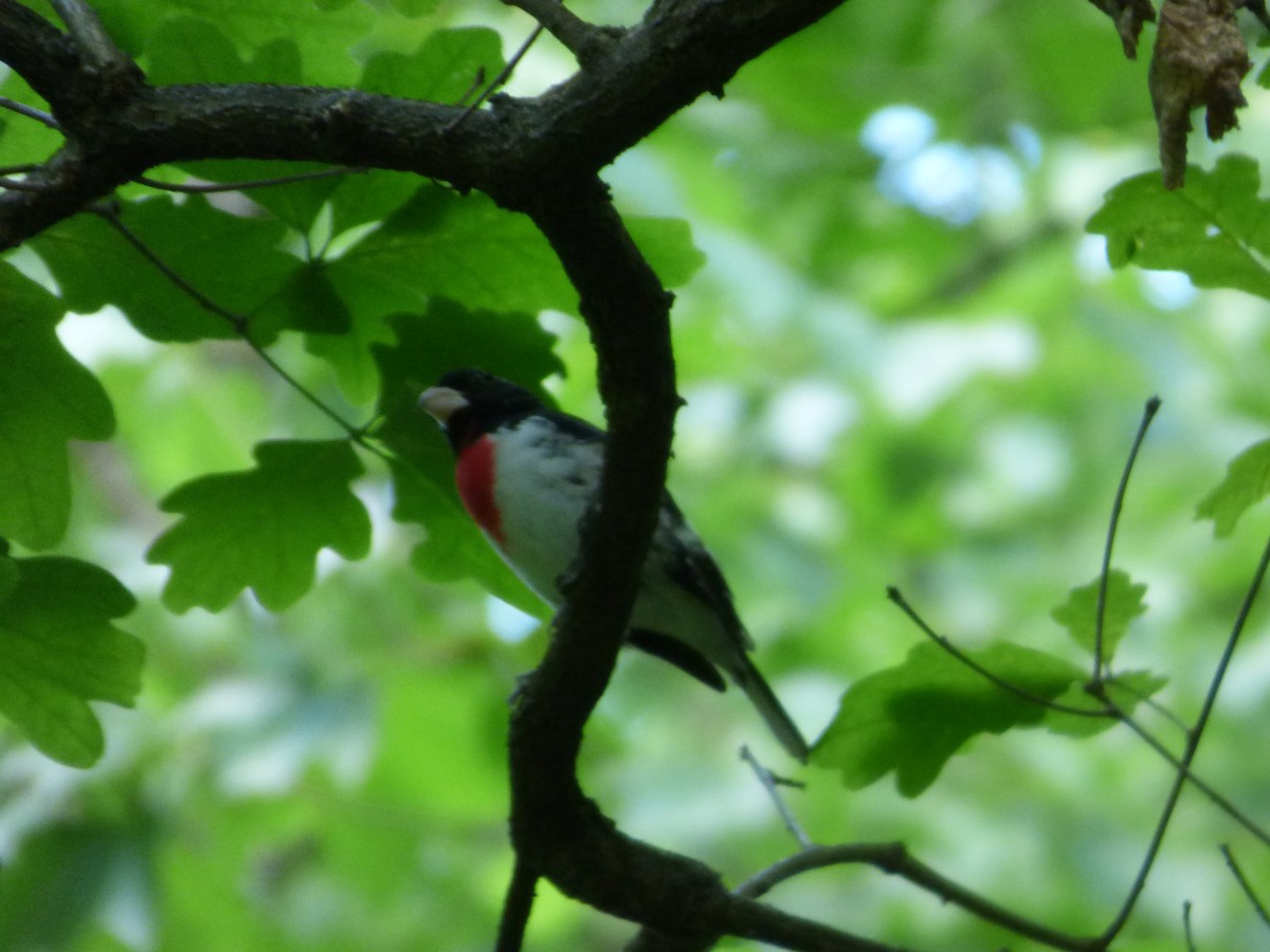 Rose-breasted Grosbeak - ML634891848
