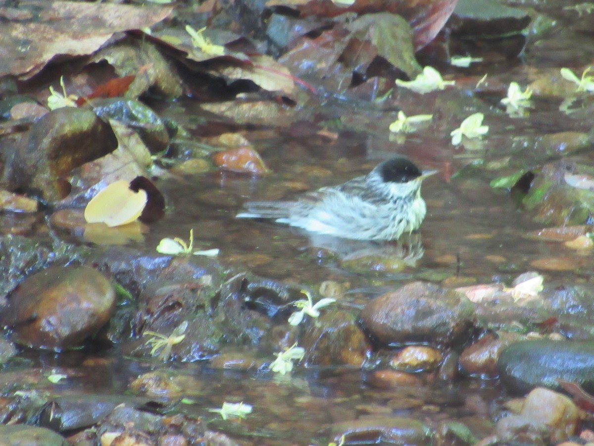 Blackpoll Warbler - ML634891904