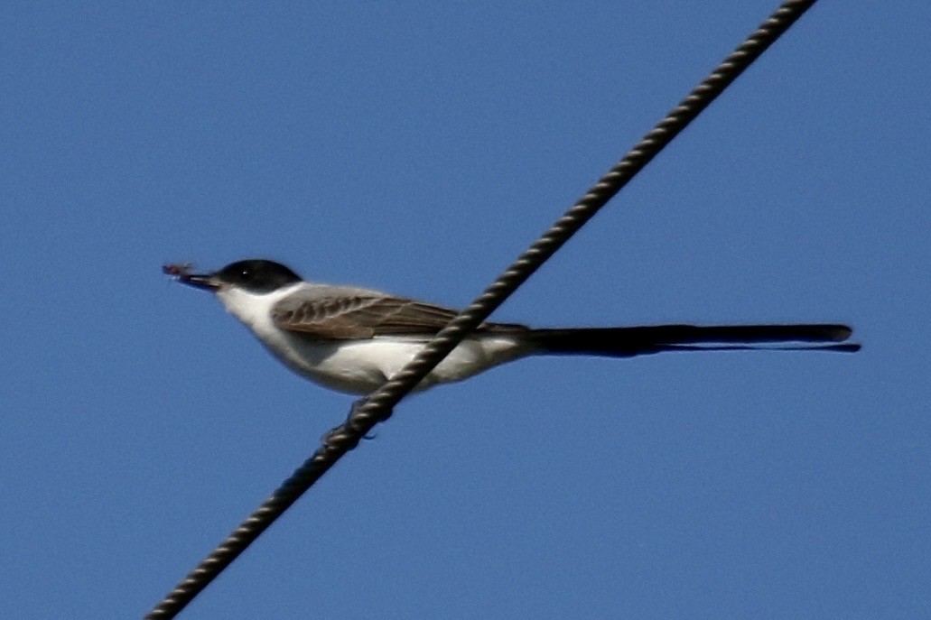 Fork-tailed Flycatcher - ML634891941