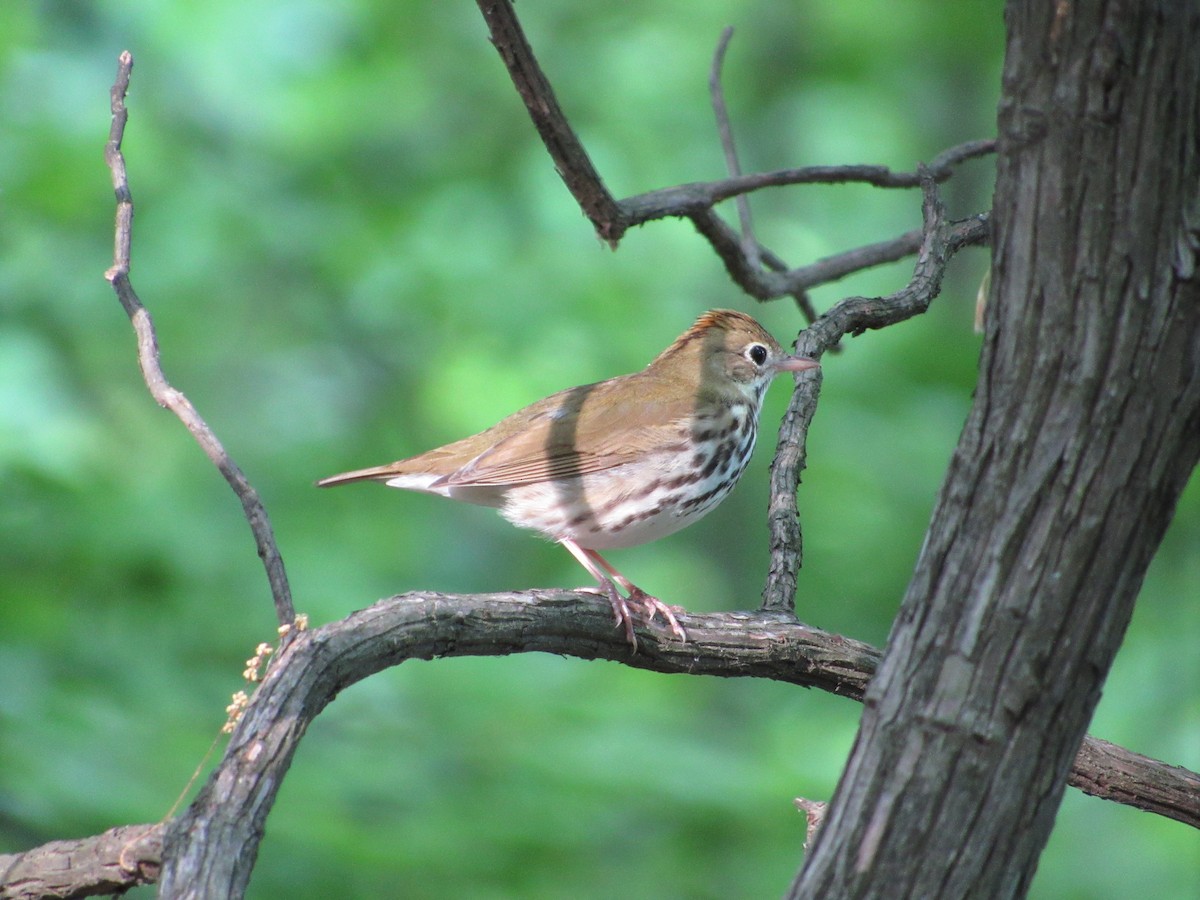 Ovenbird - ML634891942