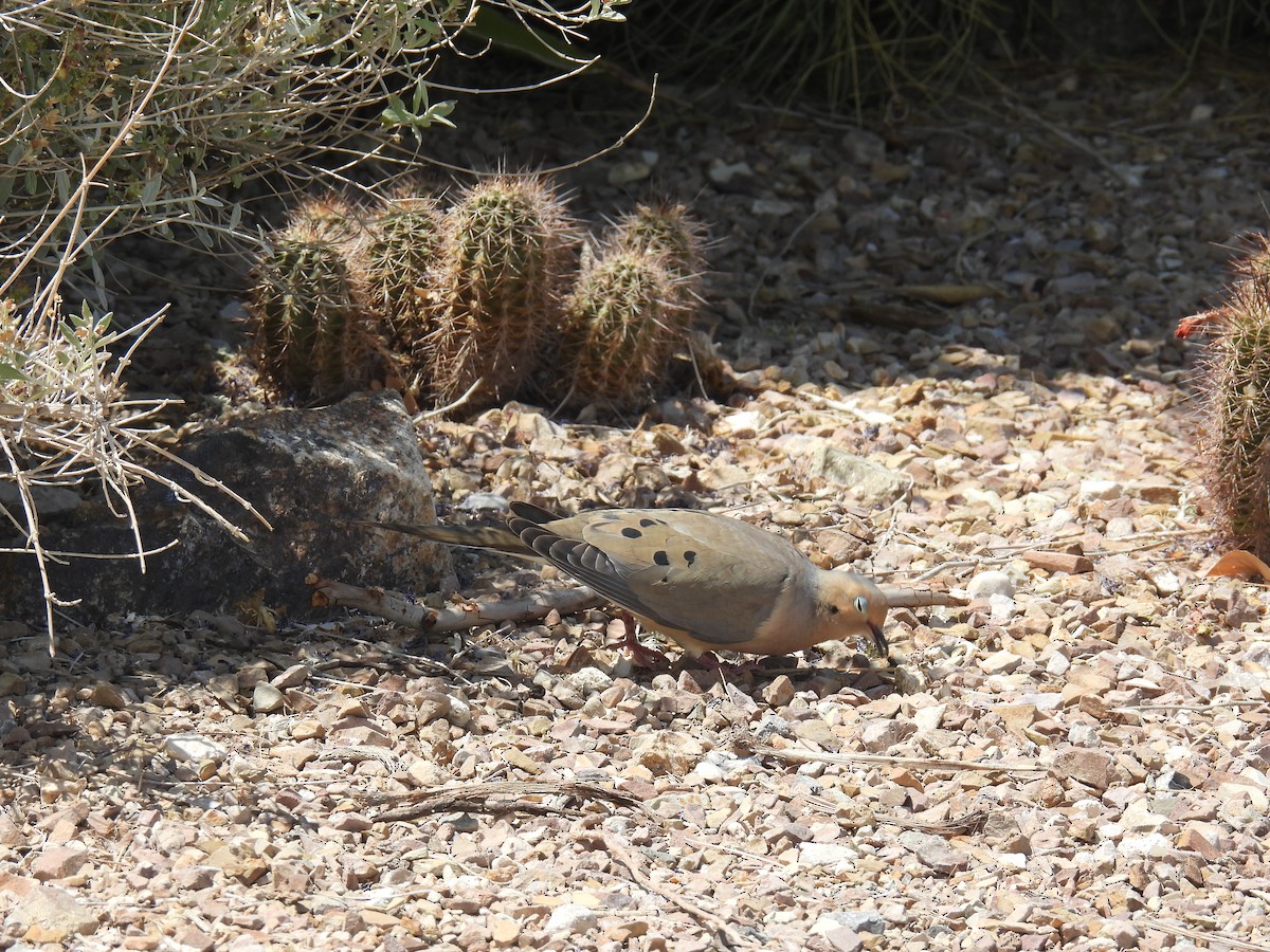 Mourning Dove - ML634891947
