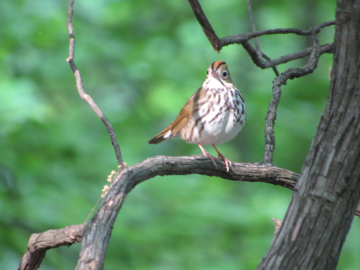 Ovenbird - ML634891951