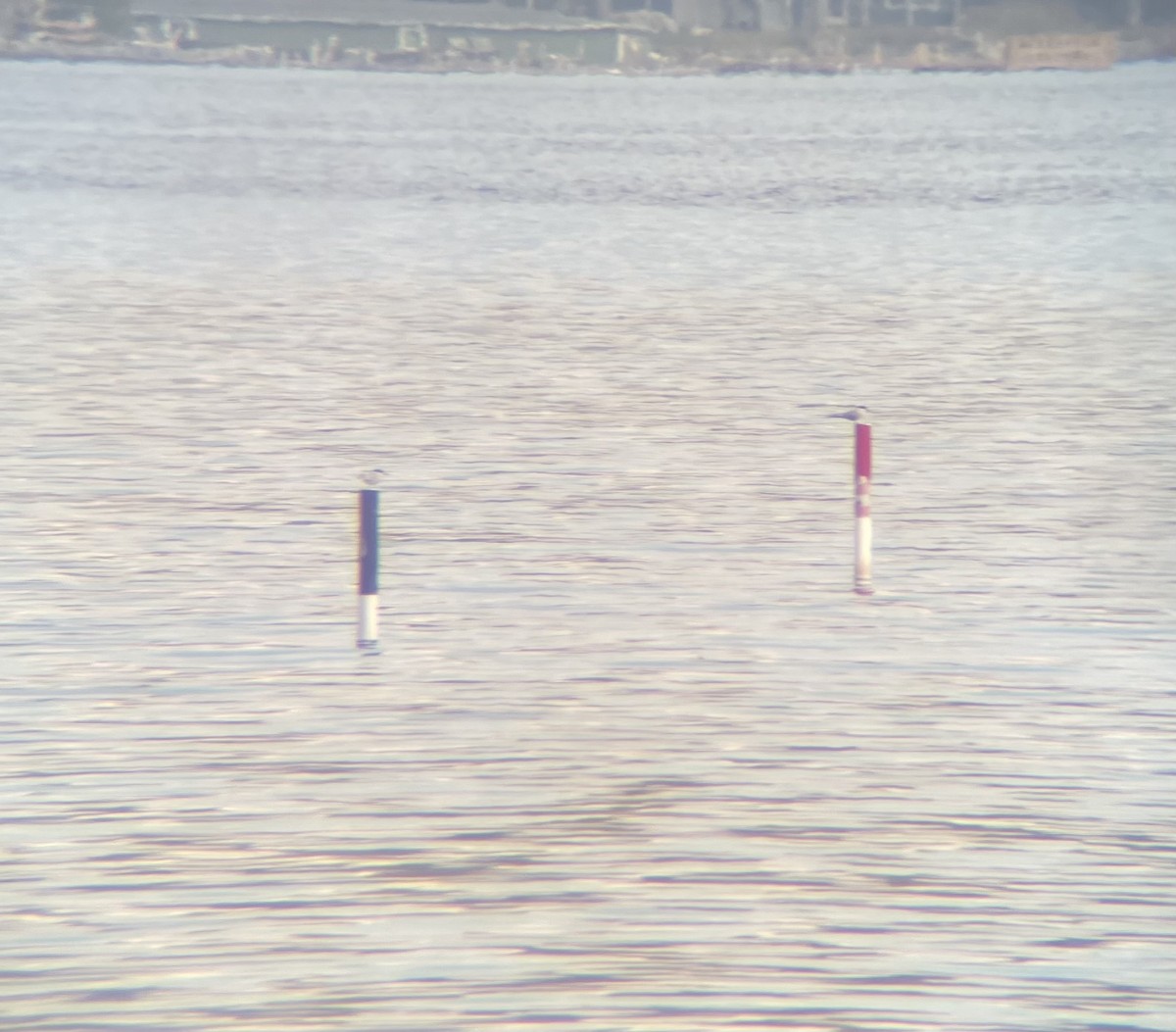 Common Tern - ML634891964
